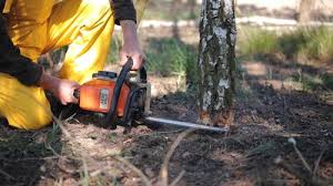 Reliable Tampa, FL Tree Removal Services Solutions