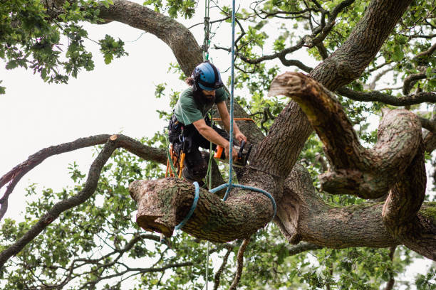 How Our Tree Care Process Works  in  Tampa, FL